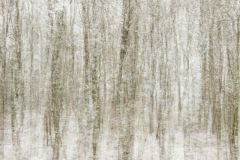 MG_0178-scaled