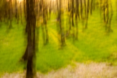MG_6301