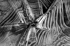 MG_6356-scaled