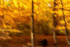 Herbstliches Zwickenbachtal