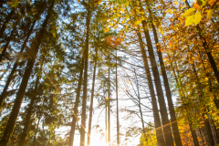 Herbststimmung im Zwickenbachtal