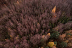 Junger Pionierwald