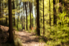 Wanderweg im Zwickenbachtal