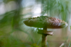 Parasol im Zwickenbachtal