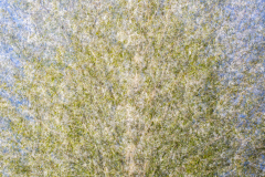 Kirsche im Frühling