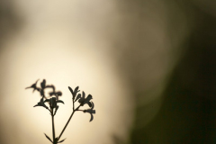 Waldmeister im Abendlicht