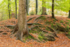 Wurzel im Zwickenbachtal