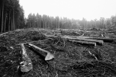 Im Zwickenbachtal