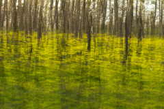 Eichenwald im Frühling
