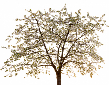 Recall-Natur-11