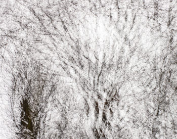Recall-Natur-1982
