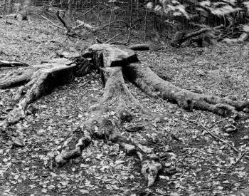 Recall-Natur-5-scaled
