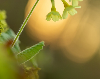 Recall-Natur-7119