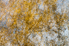 MG_6473