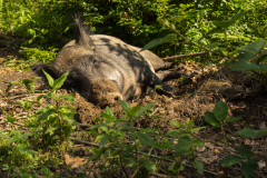 Wildschwein im Meller Wildpark